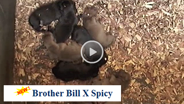 pitbulls for sale. Blue Pitbulls For Sale In Nc