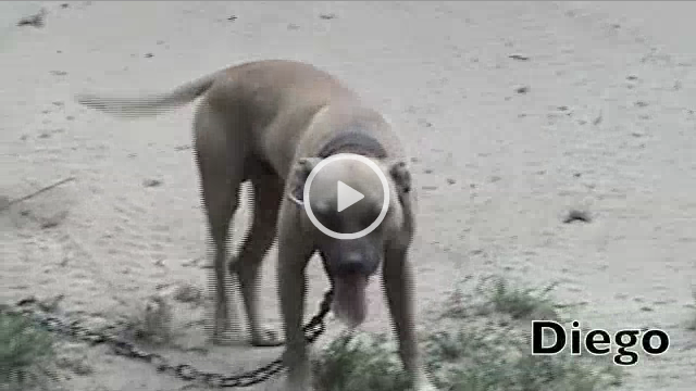 Pure+Eli+Pitbull+Kennels and why pitbulls go pitbull dog forums http www gopitbull com ...